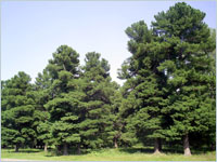 Кедрач в с. Мельниково